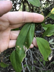 Mallotus philippensis