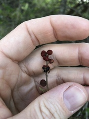 Mallotus philippensis