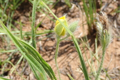 Hypoxis acuminata