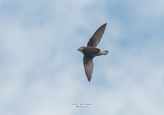 Hirundapus caudacutus