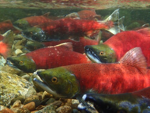 Sockeye Salmon, photo 2 of 7