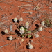 Ptilotus chamaecladus - Photo (c) Tim Hammer, some rights reserved (CC BY), uploaded by Tim Hammer