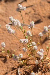 Ptilotus chamaecladus