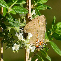 Electrostrymon guzanta
