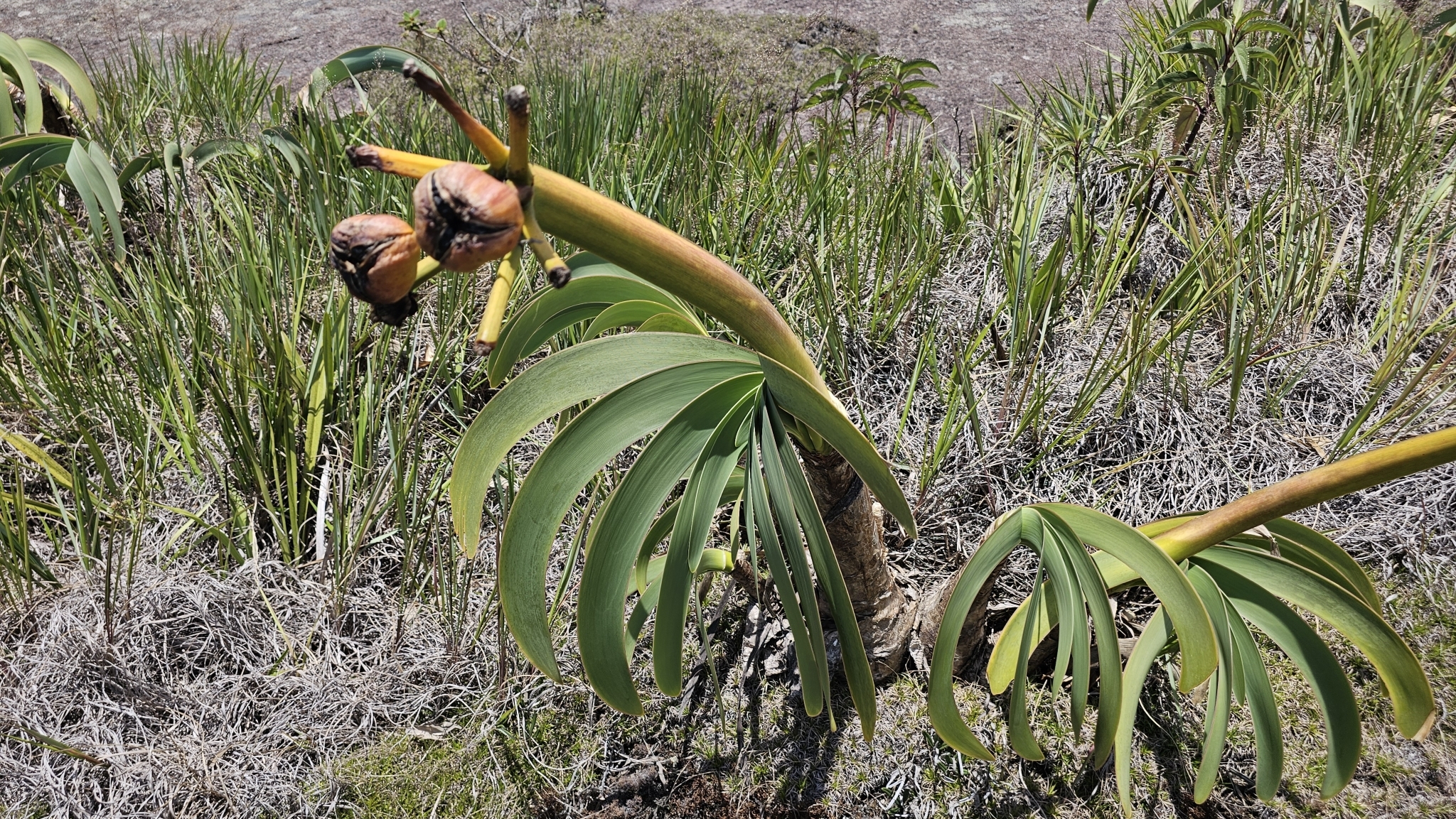 Worsleya procera
