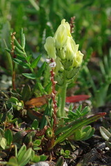 Oxytropis maydelliana