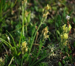 Oxytropis maydelliana