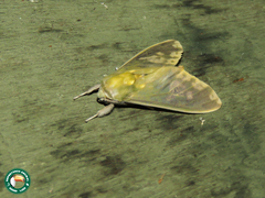 Castrica phalaenoides
