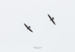 Hirundapus caudacutus