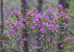 Rhododendron sichotense
