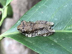 Hyperolius platyceps