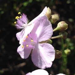 Callisia ornata