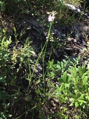 Callisia ornata