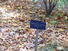 Chrysojasminum parkeri