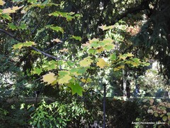 Acer cappadocicum