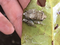 Hyperolius platyceps