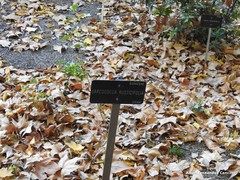 Sarcococca ruscifolia