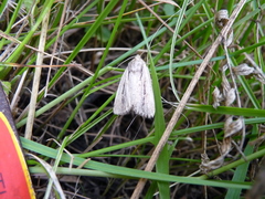 Hypocoena stigmatica