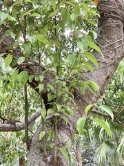 Cinnamomum burmanni