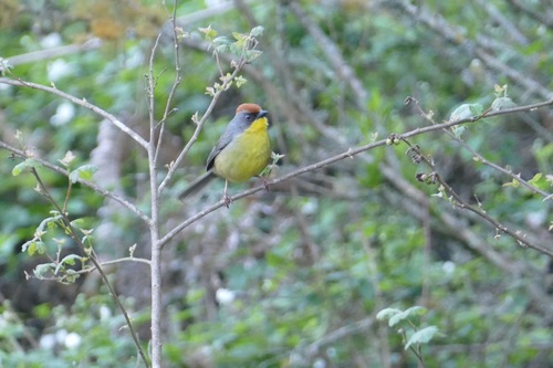 Rufous-capped Brushfinch (Atlapetes pileatus), photo 5