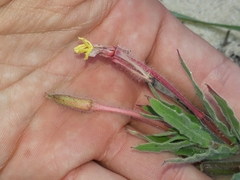 Oenothera indecora