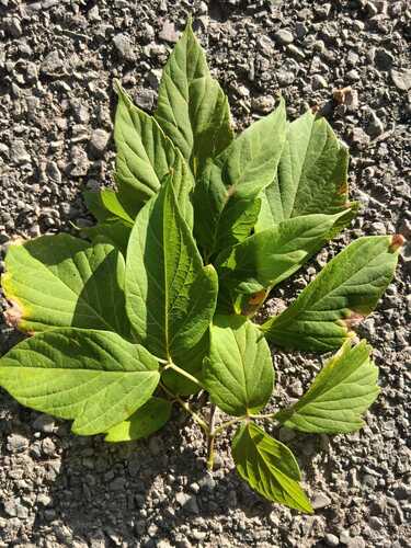 box elder