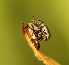 Sitona discoideus
