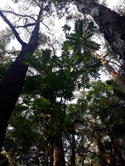 Dysoxylum mollissimum