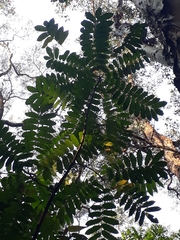 Dysoxylum mollissimum