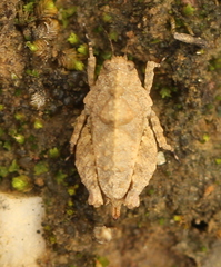 Tettiella