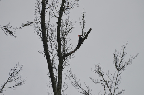 Pileated Woodpecker photographed in South Carolina