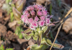 Petasites tatewakianus