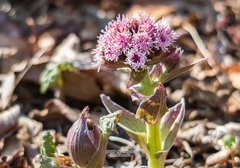 Petasites tatewakianus