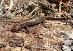 Salamandrella