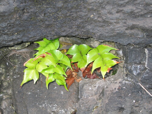 Cyrtomium falcatum