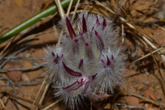 Ptilotus declinatus