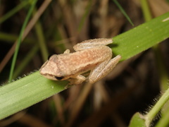 Litoria microbelos