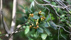 Robsonodendron eucleiforme