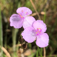 Callisia rosea