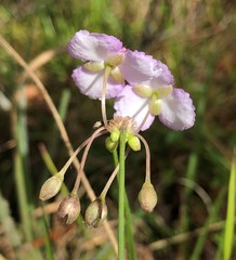Callisia rosea