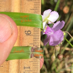 Callisia rosea