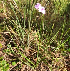 Callisia rosea