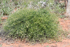 Ptilotus divaricatus