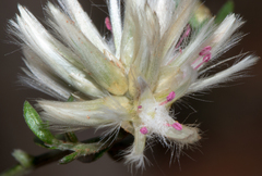 Ptilotus divaricatus