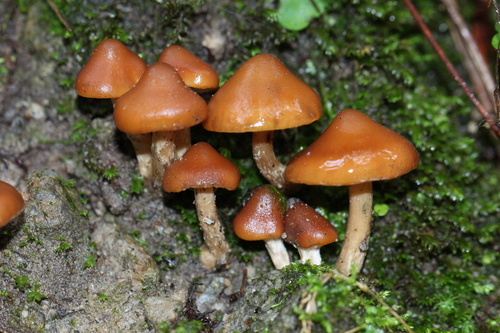 Psilocybe muliercula