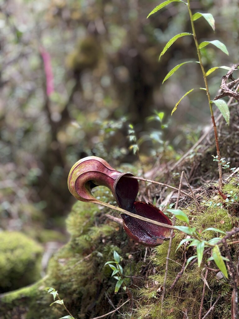 Nepenthes ephippiata Dans. 2