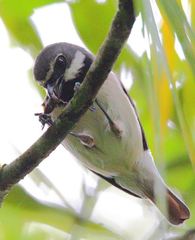 Calicalicus madagascariensis