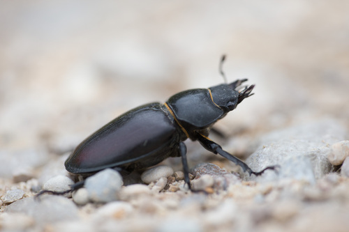 Lucanus cervus