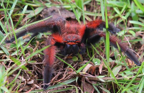 Lion Spider