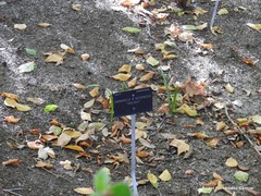 Hamamelis × intermedia